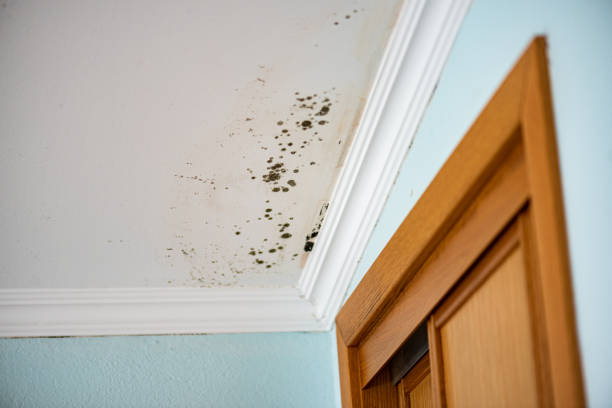 Professional Mold Removal in Seymour, IN