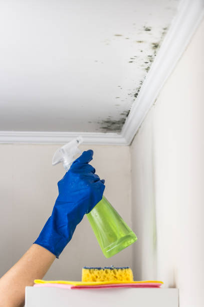 Best Fast Mold Removal  in Seymour, IN